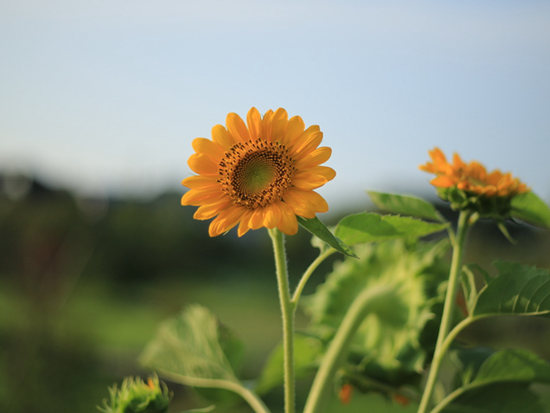 那个夏天(Summer)