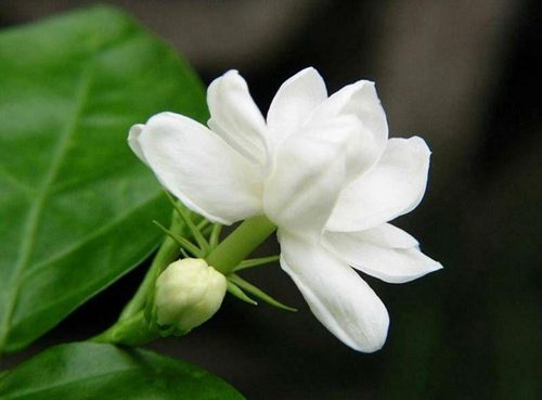 茉莉花(萨克斯)(Jasmine Flower)