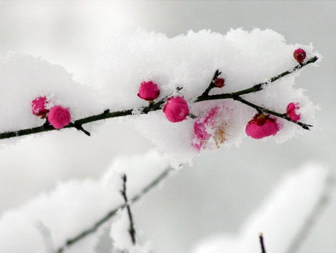 雪山飞狐