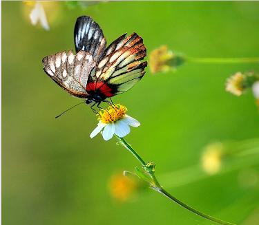 蝶恋花(2009春晚舞蹈)