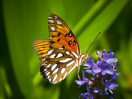 Butterfly Waltz