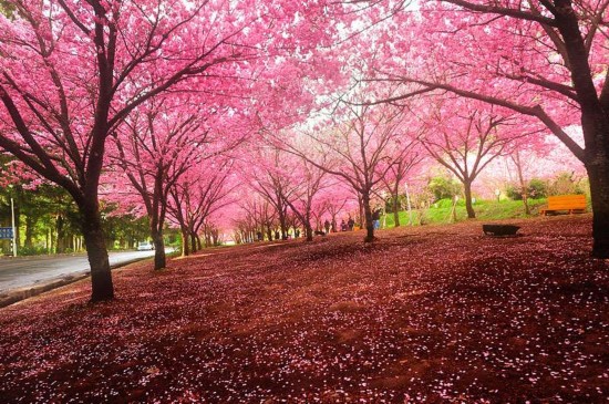 樱花雨(Tears of Cherry Blossoms)