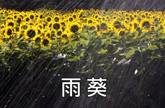 雨葵