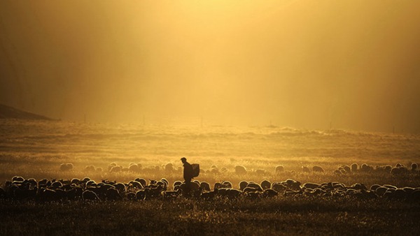 孤独的牧羊人(The Lonely Shepherd)