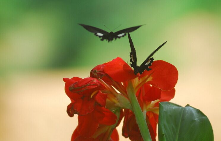 花与蝴蝶(Butterflies And Flower)