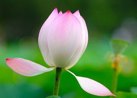 Lotus 莲花