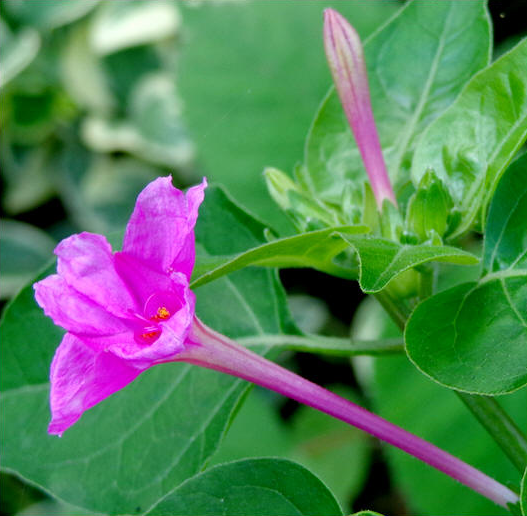 The summer flowers(钢琴)